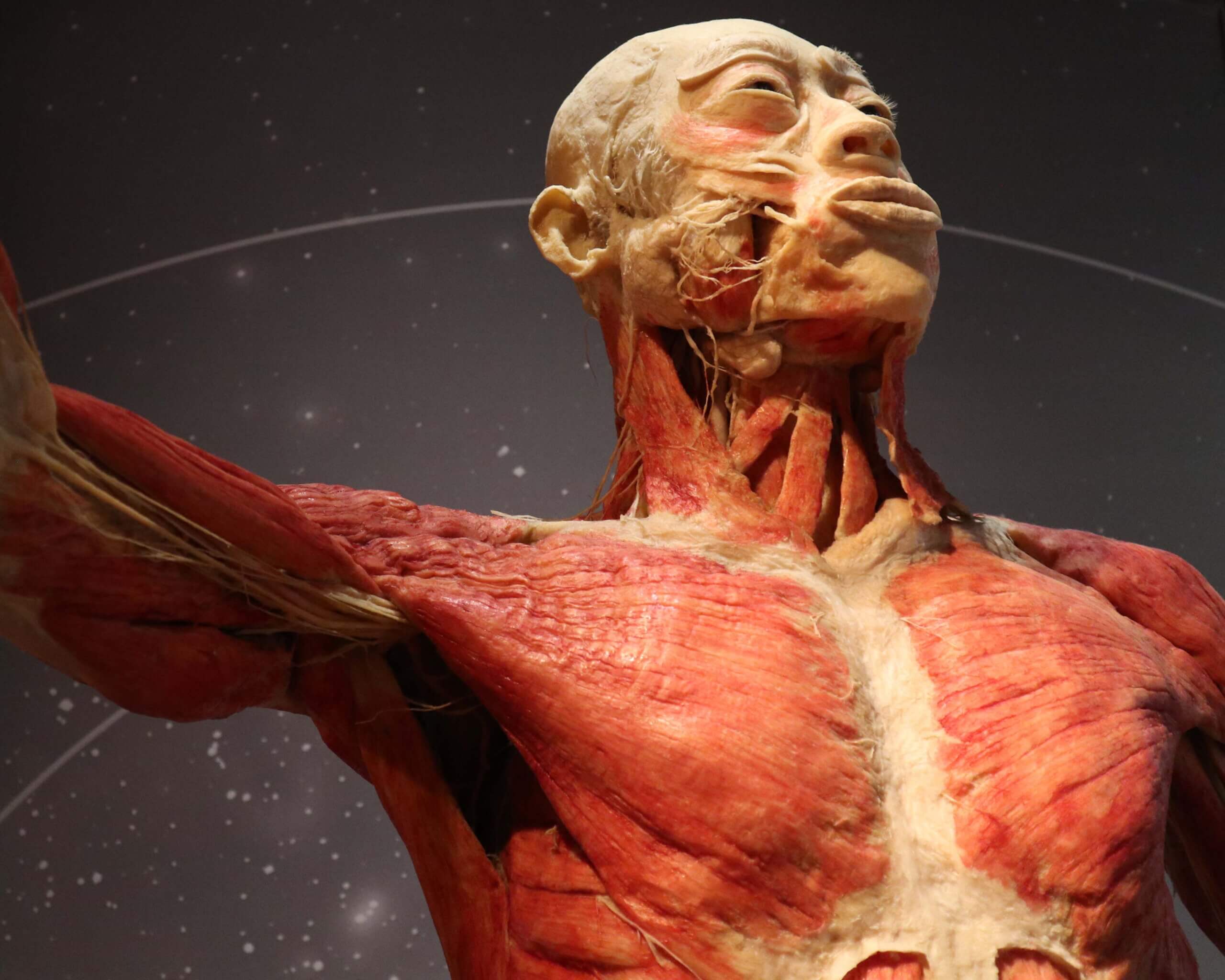 Museum Monday: Real Bodies at Bally’s, Las Vegas