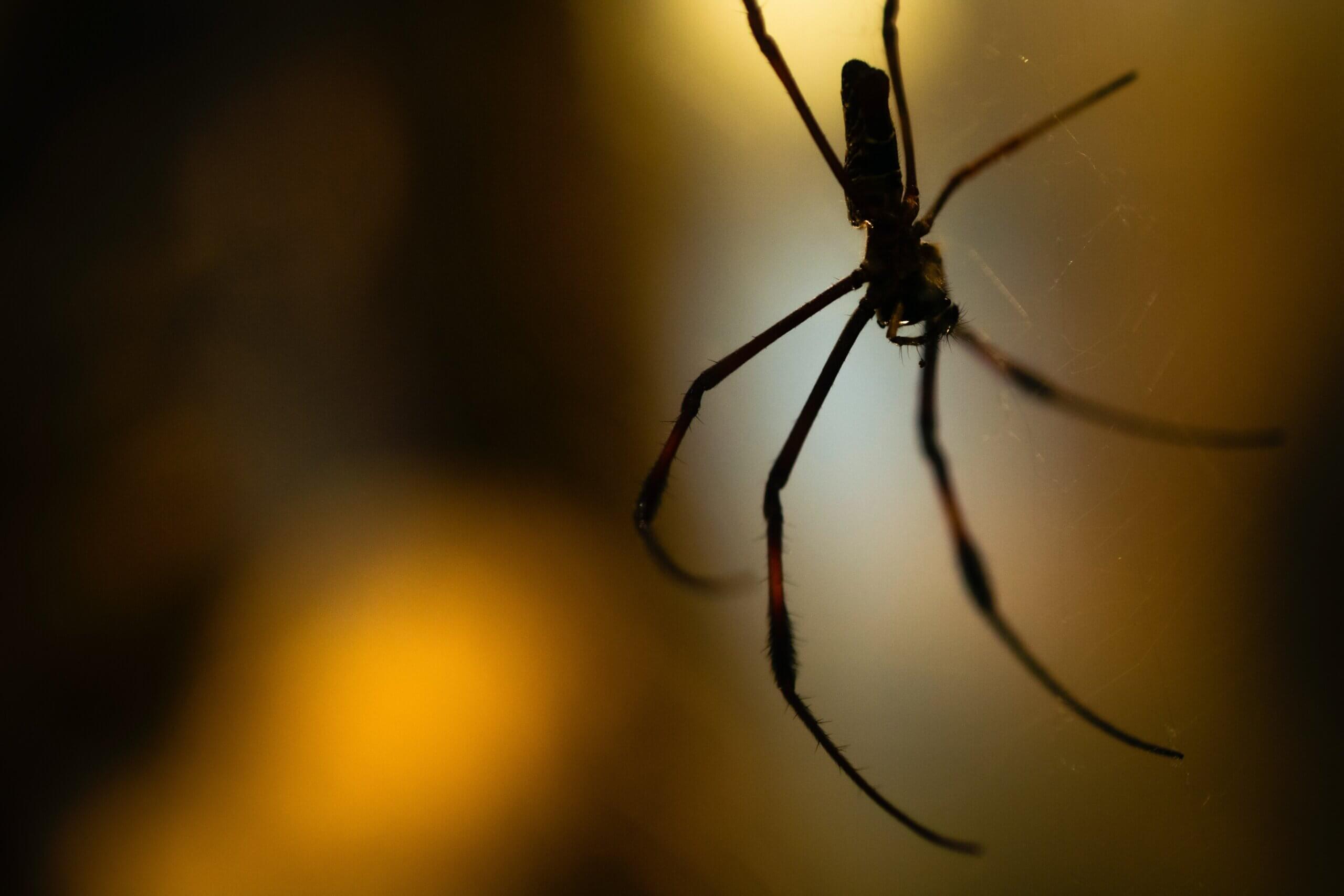 A Guide to the Scariest Spiders in California